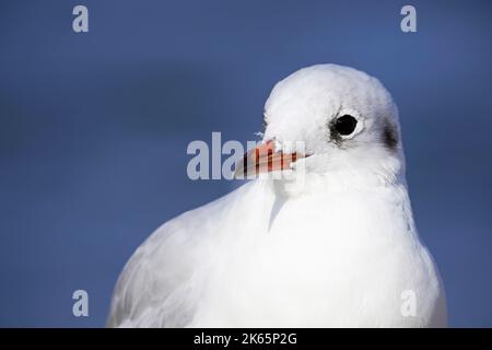 Seagull in close-up. Portrait of a bird with a red beak and white plumage. Stock Photo