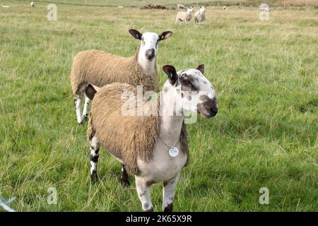 Two Bluefaced Leicester sheep close up in a field with copy space Stock Photo