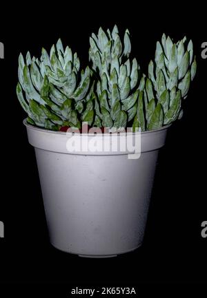 Sedum spanish blue select succulent plant isolated on black background. Stonecrop sedum succulent plant in detail Stock Photo