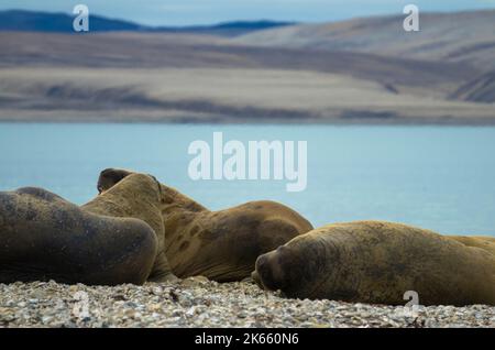 Walrus colony lying on the shore. Arctic landscape against blurred background. Nordaustlandet, Svalbard, Norway Stock Photo