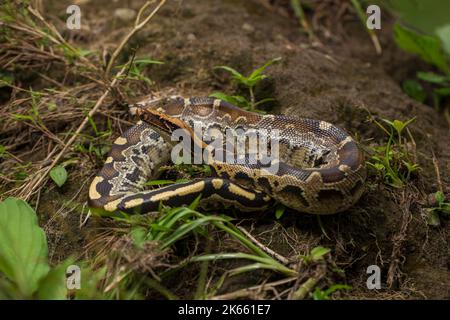 Borneo short-tailed blood python snake Python curtus breitensteini on the wild Stock Photo