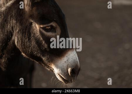 Black donkey stands in the garden and looks into the camera. Agriculture and breeding of artiodactyl animals for work in the field and with grain. Attraction for children in the circus. Stock Photo