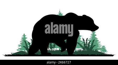 Adult bear. Wild animals. Silhouette figures. Glade in coniferous northern forest taiga. Grass fern. Isolated on white background. Vector Stock Vector