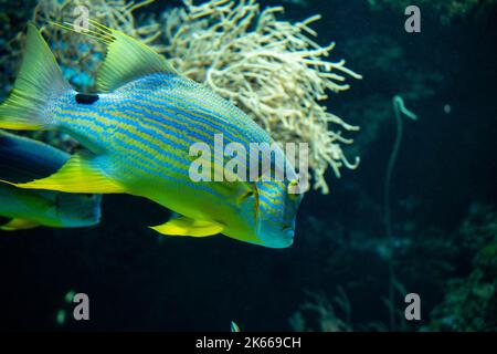 The sailfin snapper (Symphorichthys spilurus), blue-lined sea bream or blue-lined sea perch is a species of marine ray-finned fish. Stock Photo