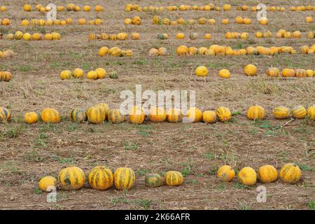 Yellow-green pumpkins lined up in rows in a cultivated agricultural field. Agriculture, farming, food and halloween concepts Stock Photo