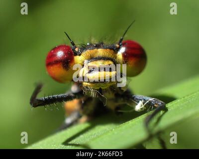 large red damselfly (Pyrrhosoma nymphula), portrait, Germany Stock Photo