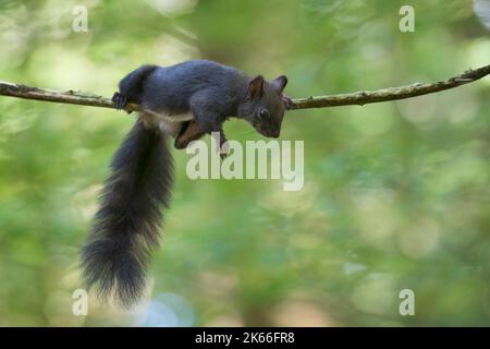 European red squirrel, Eurasian red squirrel (Sciurus vulgaris), resting on a branch, side view, Germany Stock Photo