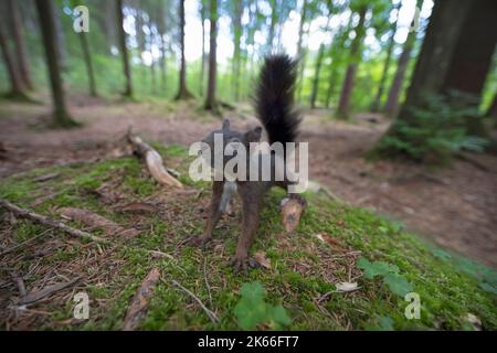 European red squirrel, Eurasian red squirrel (Sciurus vulgaris), in the forest on a mossy forest floor, Germany Stock Photo