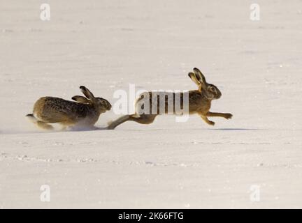 European hare, Brown hare (Lepus europaeus), two brown hares chasing each other on a snow-covered field, side view, Germany Stock Photo