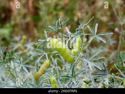 Narrow-leafed Lupin, Blue Lupin (Lupinus angustifolius), fruiting Stock Photo