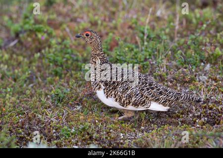 Rock ptarmigan, Snow chicken (Lagopus muta, Lagopus mutus), hen in summer plumage, side view, Scandinavia Stock Photo