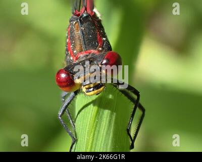 large red damselfly (Pyrrhosoma nymphula), portrait, Germany Stock Photo