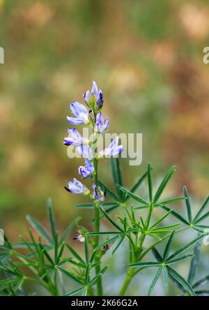 Narrow-leafed Lupin, Blue Lupin (Lupinus angustifolius), bloomin Stock Photo