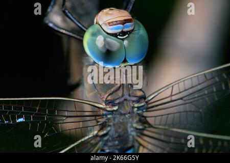 lesser emperor dragonfly (Anax parthenope), portrait of a male, Germany Stock Photo