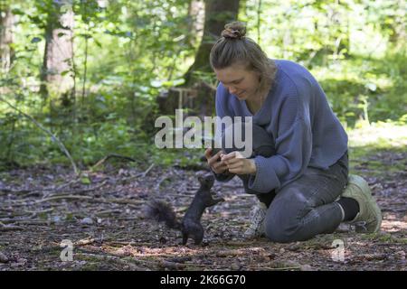European red squirrel, Eurasian red squirrel (Sciurus vulgaris), woman feeds squirrel in the forest with nuts from her hand and taking pictures with Stock Photo