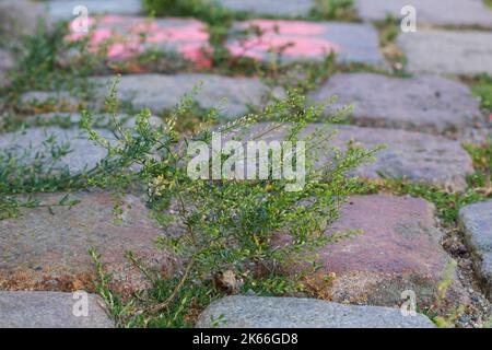 narrowleaf pepperweed, narrow-leaved pepperwort, peppergrass (Lepidium ruderale), grows in paving gaps, Germany Stock Photo