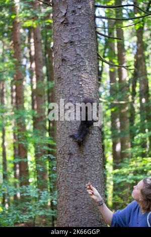 European red squirrel, Eurasian red squirrel (Sciurus vulgaris), climbing down a tree trunk in the forest, young woman feeding squirrel with nuts, Stock Photo