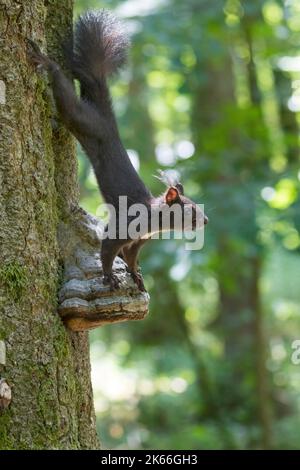 European red squirrel, Eurasian red squirrel (Sciurus vulgaris), climbing on a polypore in the forest, side view, Germany Stock Photo