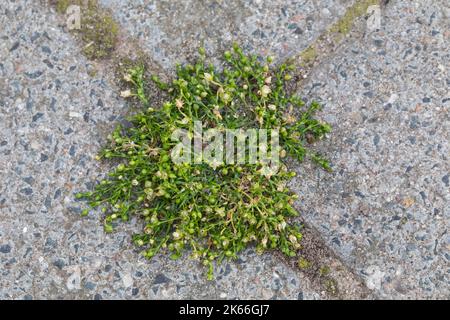 bird's-eye pearlwort, procumbent pearlwort (Sagina procumbens), growing on a pavement, Germany Stock Photo