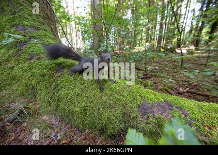 European red squirrel, Eurasian red squirrel (Sciurus vulgaris), in the forest on a mossy tree root, Germany Stock Photo