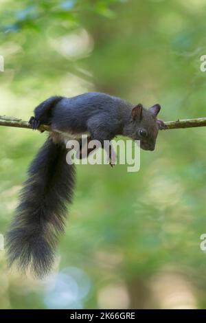 European red squirrel, Eurasian red squirrel (Sciurus vulgaris), resting on a branch, side view, Germany Stock Photo