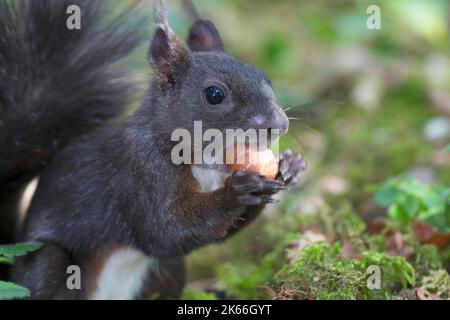 European red squirrel, Eurasian red squirrel (Sciurus vulgaris), feeding a hazelnut, side view, Germany Stock Photo
