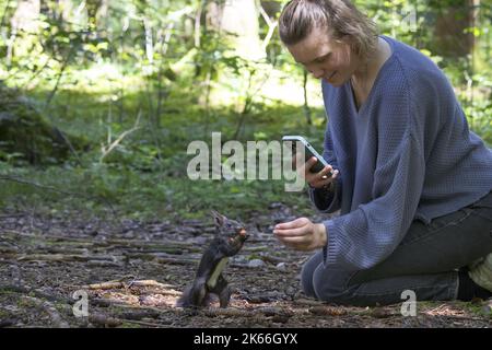 European red squirrel, Eurasian red squirrel (Sciurus vulgaris), woman feeds squirrel in the forest with nuts from her hand and taking pictures with Stock Photo