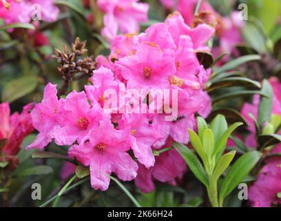 Alpine flora: Rust-leaved Alpenrose (Rhododendron Ferrugineum) Stock Photo