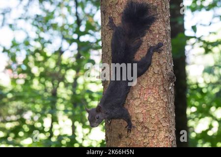 European red squirrel, Eurasian red squirrel (Sciurus vulgaris), climbing down a tree trunk in the forest, side view, Germany Stock Photo