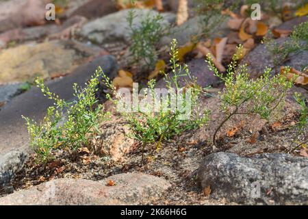 narrowleaf pepperweed, narrow-leaved pepperwort, peppergrass (Lepidium ruderale), grows in paving gaps, Germany Stock Photo