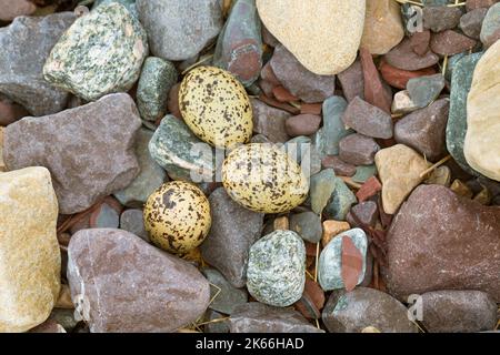 palaearctic oystercatcher (Haematopus ostralegus), clutch, well camouflaged between stones on the beach, Skandinavien Stock Photo