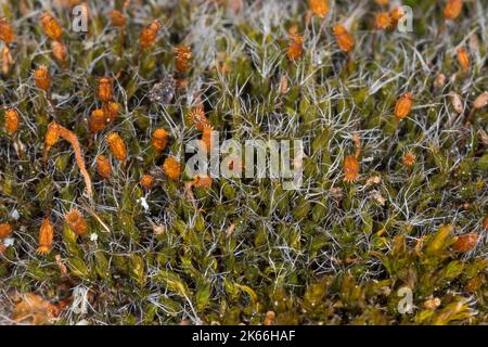 Silver Sidewalk Cushion Moss, (Grimmia pulvinata), on a wall, Germany Stock Photo