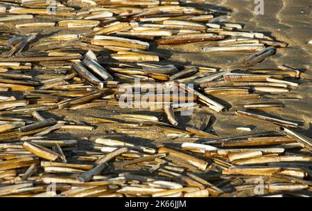The tide line is littered with the empty shells of Razor Shell bivalves. Autumn and winter storms leave many marine bivalves and molluscs stranded Stock Photo