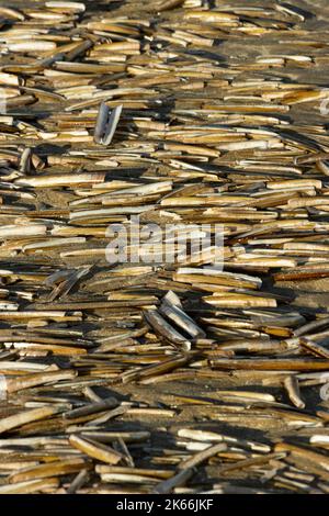 The tide line is littered with the empty shells of Razor Shell bivalves. Autumn and winter storms leave many marine bivalves and molluscs stranded Stock Photo