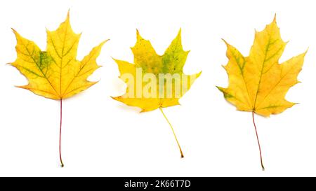 Fall maple leaves isolated on white background, collection, top view. Stock Photo