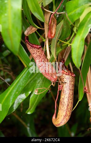 Pitcher Plant:Nepenthes spectabilis x ventricosa Stock Photo