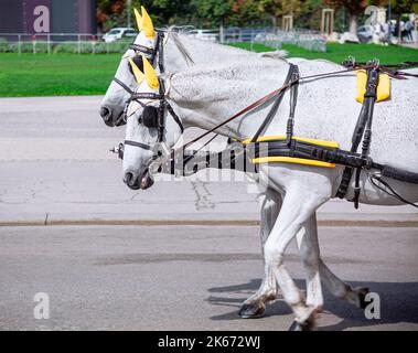 Horses and carriage on the street in Vienna . Two white horses in the city Stock Photo