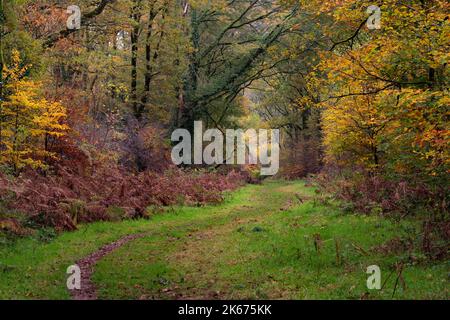 Autumn in Savernake Forest Stock Photo