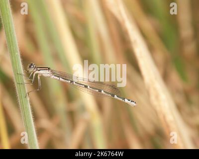Detailed closeup on a Common bluet damselfly, Enallagma cyathigerum, perched in the vegetation Stock Photo
