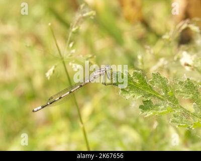 Detailed closeup on a Common bluet damselfly, Enallagma cyathigerum, perched in the vegetation Stock Photo