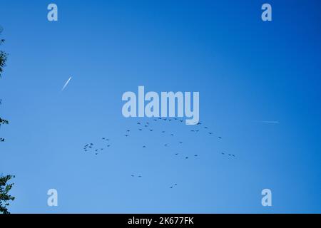 Cormorans noirs en plein vol, entourés de deux avions. Sud de la France (Toulouse) Stock Photo