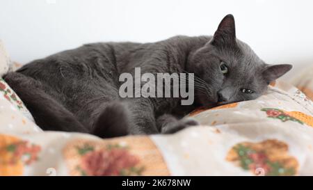 A closeup shot of a Russian Blue cat laying on his side on a cushion with blur background Stock Photo