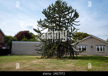 Monkey puzzle tree Stock Photo