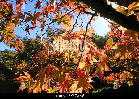 Japanese Acer leaves turning colour during the Autumn, Surrey, UK. Stock Photo