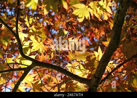 Japanese Acer leaves turning colour during the Autumn, Surrey, UK. Stock Photo