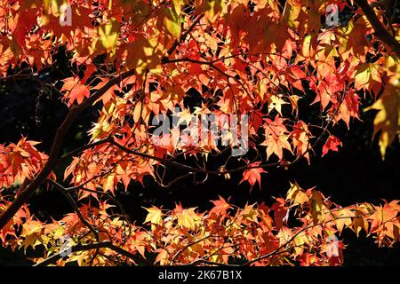 Japanese Acer leaves turning colour during the Autumn, Surrey, UK. Stock Photo