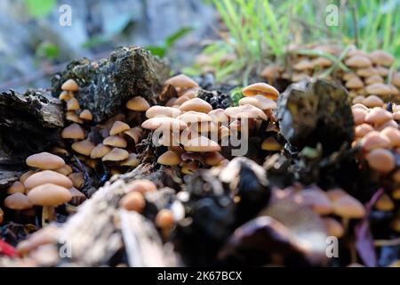 Sulphur Tuft mushrooms growing on dead wood, Surrey, UK Stock Photo