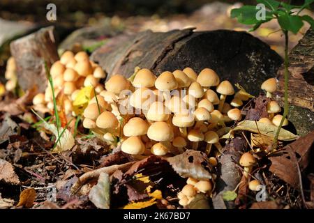 Sulphur Tuft mushrooms growing on dead wood, Surrey, UK Stock Photo