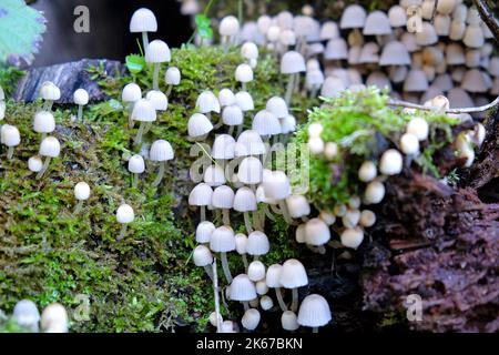 Parasola plicatilis, pleated inkcap mushroom growing on dead wood, Surrey, UK. Stock Photo