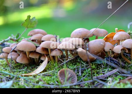 Common Rustgill mushrooms growing on dead wood, Surrey, UK. Stock Photo